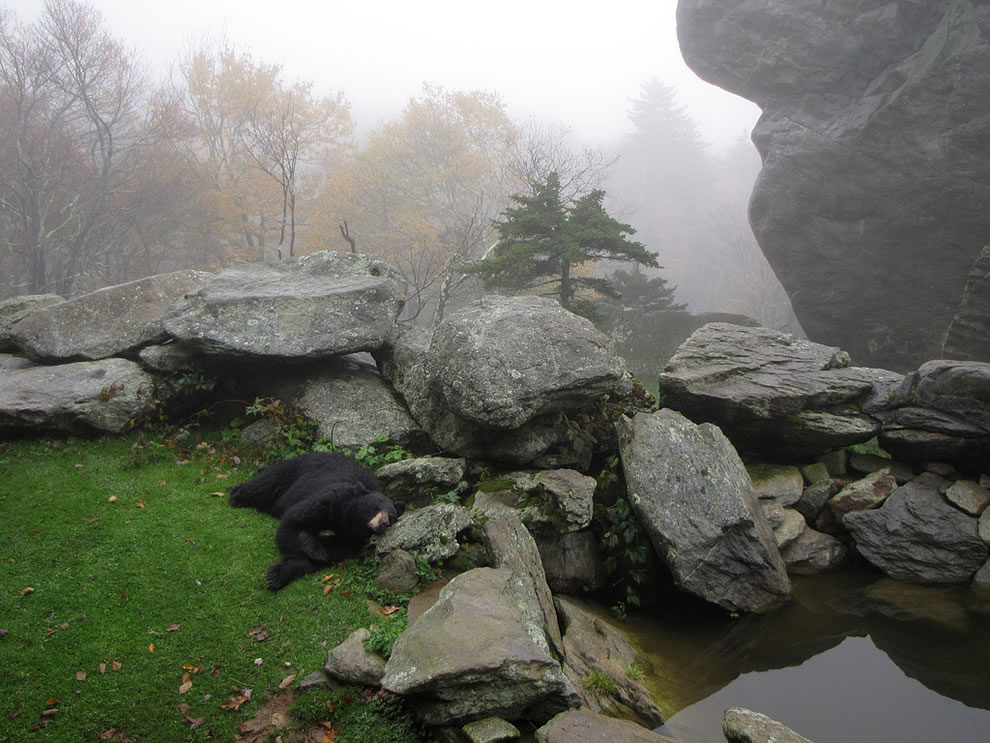 Black-bear-habitat-on-Grandfather-Mountain